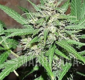 Great White Shark Auto - BIOGENETIC