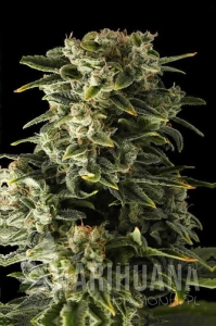 Haze Auto - BIOGENETIC