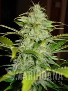 Hindu Kush Auto - BIOGENETIC
