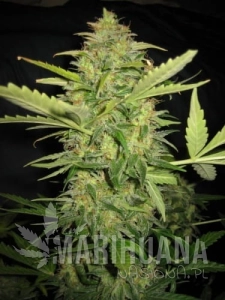 Lemon Skunk Auto - BIOGENETIC