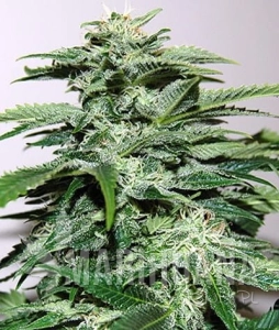 Northern Light Auto - BIOGENETIC