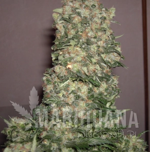 NYC Diesel Auto - BIOGENETIC