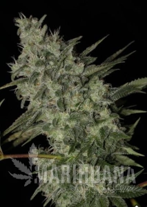 OG Kush Auto - BIOGENETIC