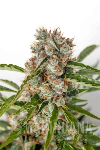 Orange Bud Auto - BIOGENETIC
