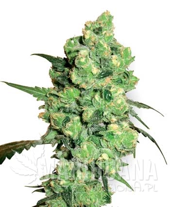 super-skunk-feminised-photo-1.jpg