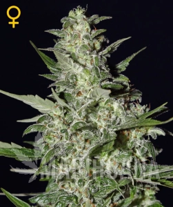Super Critical Auto - BIOGENETIC