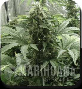 White Dwarf Auto - BIOGENETIC