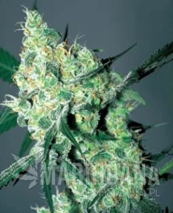 White Russian Auto - BIOGENETIC