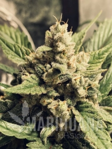 White Widow Auto - BIOGENETIC