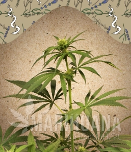 CBD Terra Italia - FEMALE SEEDS