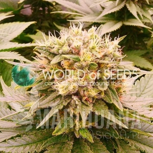 Harlequeen THC Free - WORLD OF SEEDS