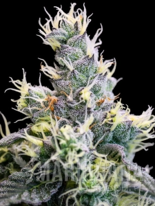 Auto Yuhbary - ANESIA SEEDS
