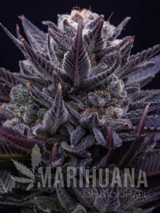 Imperium X - ANESIA SEEDS