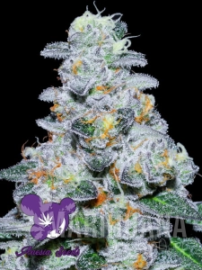 Captain Future - ANESIA SEEDS