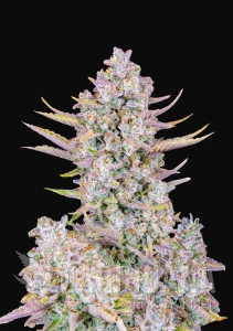 Purple Punch Auto - FASTBUDS