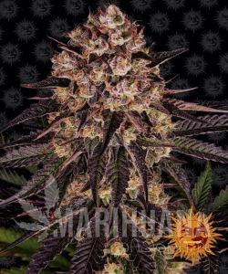 Biscotti Mintz - BARNEY'S FARM