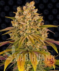 Lemon Tree - BARNEY'S FARM