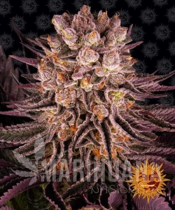 Mimosa x Orange Punch - BARNEY'S FARM