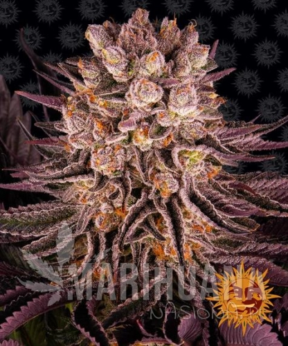 mimosa-x-orange-punch_circle_new_21_371983.jpg