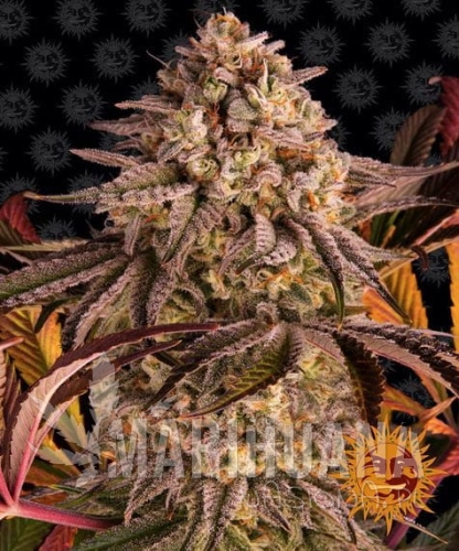 blue-sunset-sherbert_circle_new_21_371019.jpg