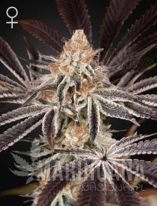 Dark Phoenix - GREEN HOUSE SEEDS