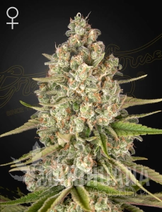 Lost Pearl - GREEN HOUSE SEEDS
