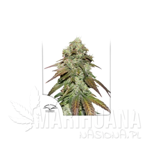 cbd-mazar.jpg