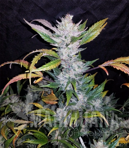 Mexican-Sativa-Feminized-boshki__7uODMAND8f6JBzYp (1).jpg