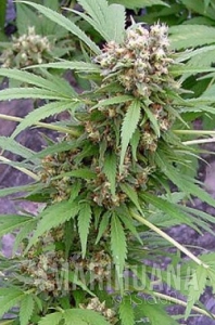 Early AK Fast - BIOGENETIC