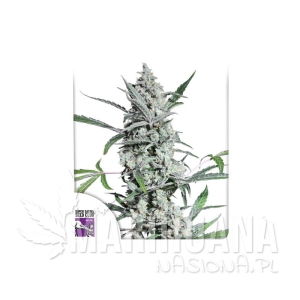 Fat Pete's Cookies Auto - DUTCH PASSION