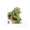 auto-bruce-lemon-diesel.jpg