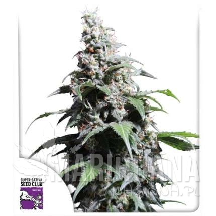 pineapple-poison (2).jpg