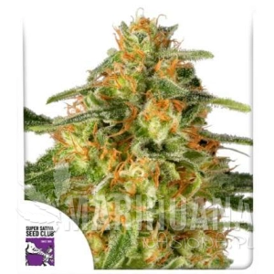 TnT Trichome - DUTCH PASSION