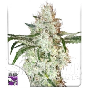 Lemon OG - DUTCH PASSION