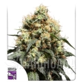 bruce-lemon-diesel (1).jpg