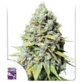 kosher-haze (2).jpg