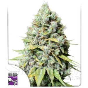 Kosher Haze - DUTCH PASSION