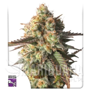Strawberry Chemdawg OG - DUTCH PASSION