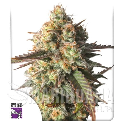 strawberry-chemdawg-og (1).jpg