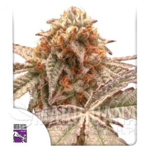 Purple OG Punch - DUTCH PASSION