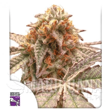 purple-og-punch (1).jpg