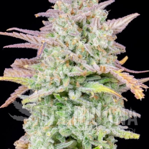 Original Trainwreck Auto - FASTBUDS