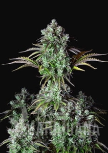 Original Big Bud Auto - FASTBUDS