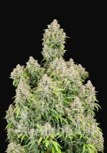 Original Cinderella Auto - FASTBUDS