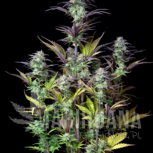 Original Blueberry Auto - FASTBUDS