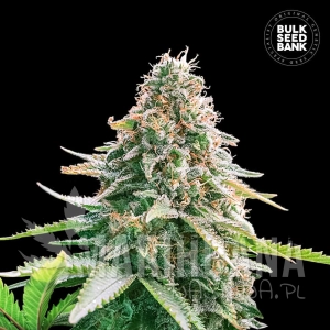 Auto Gelato Samba - BULK SEED BANK