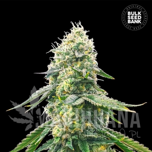 Gelato Samba - BULK SEED BANK