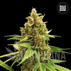 Winning Cake - BULK SEED BANK