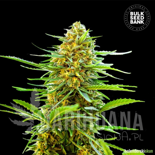 auto-banana-monkey_1861 (1).jpg