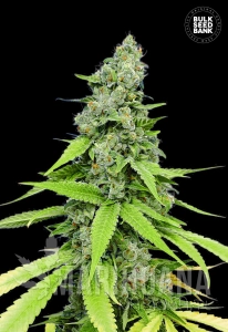 Auto Grande Crack - BULK SEED BANK